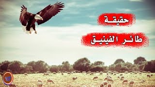 ماذا تعرف عن طائر الفينيق الأسطوري ؟ هل هو حقيقة أم خيال ؟ طائر العنقاء