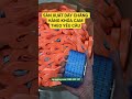 Sản xuất dây chằng hàng khóa cam bản 25, 35, 50mm theo yêu cầu khách hàng #JPRigging