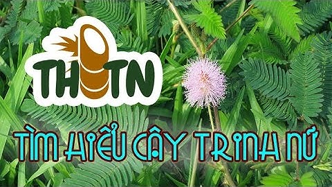 Tìm hiểu cây Trinh nữ - THTN Số 2