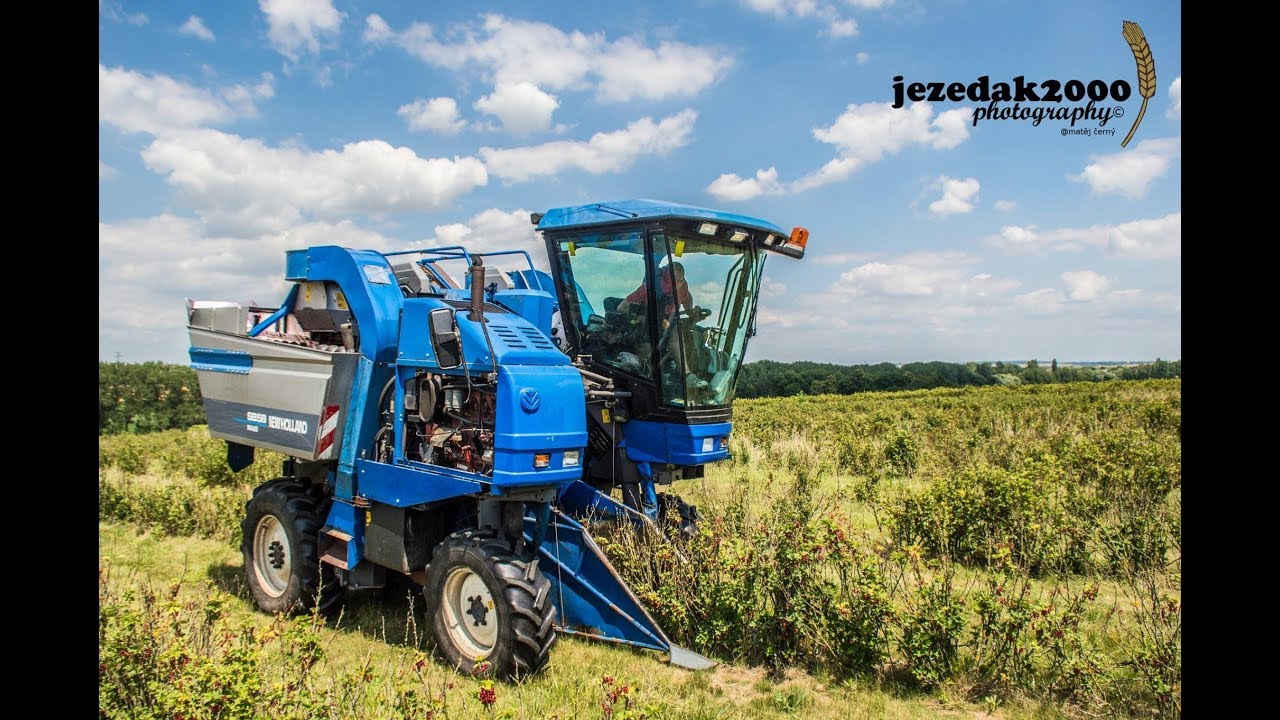 Currant Harvest 2018 | New Holland SB58 Braud