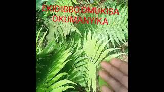 Bakwebakako Nebalekawo?Tebakuwa??