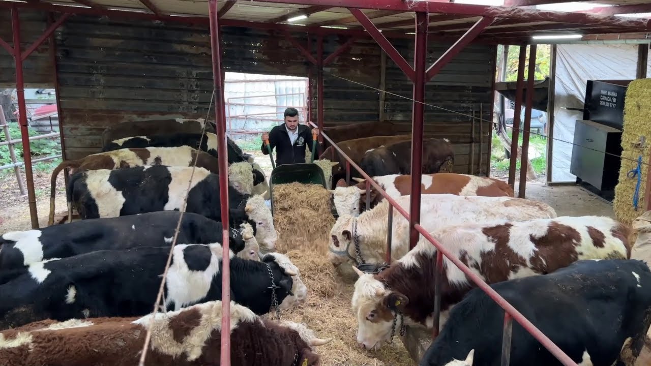 YENİ GELEN KURBANLIKLAR / GÜNLÜK İŞLER 88