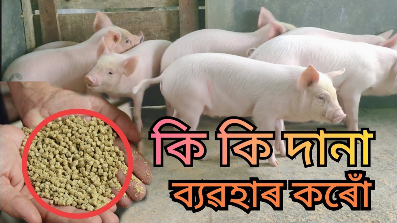 গাহৰিক কি কি খাদ্য দিয়া হয় । What foods are given to pigs । Gahori farm in Assam । Pig farm Assam 