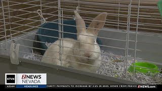 'Pick of the Pack' fundraiser helps Nevada Humane Society