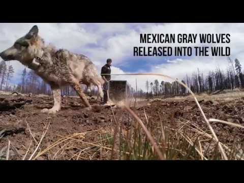 Back Into the Wild: Compilation of Wildlife Releases