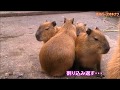 カピバラ （ネオパークオキナワ篇）沖縄だって寒いのよ