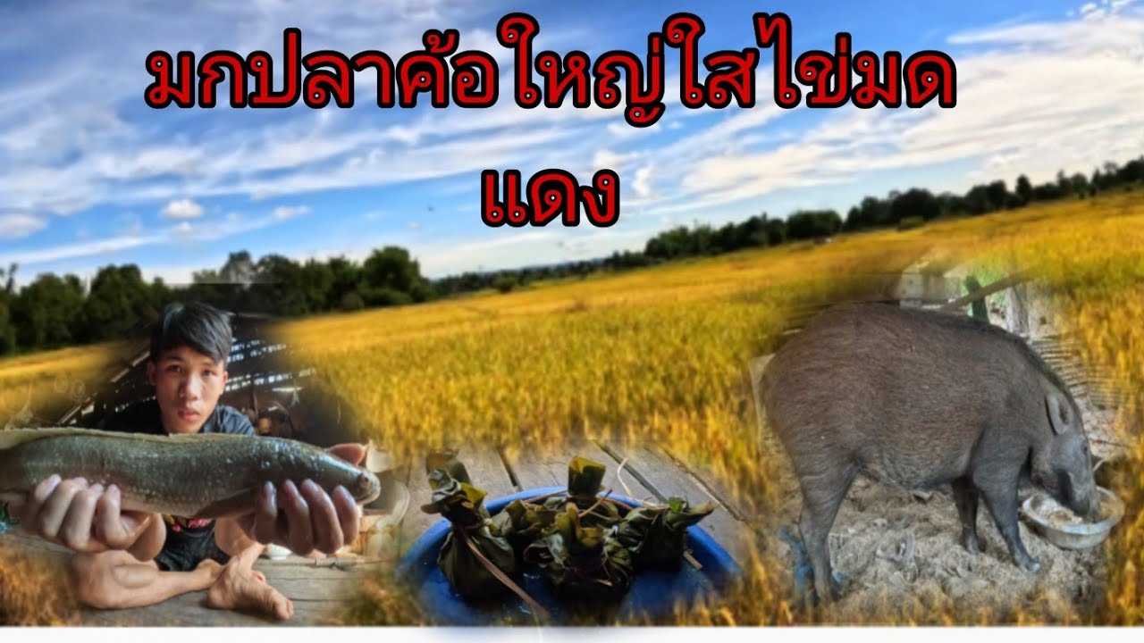 ￼มกปาคอใหญ่ใช้ไข่มดแดง 1 มีนาคม ค.ศ. 2026