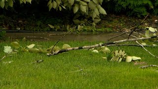 Crow Wing Co. Authorities Warning Public About Storm Cleanup Scams | Lakeland News