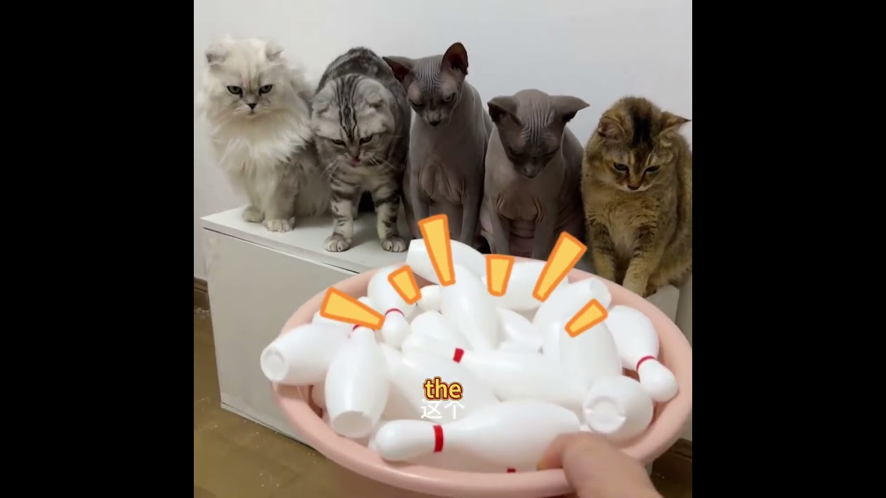 I gave my cats an IQ test and the results shocked me😹 #cat #pets #animals #cats #funny #cute #facts