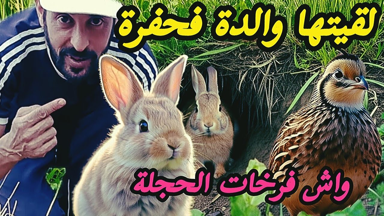 لقيت ولد قنية🐇 برية والدة فحفرة والحجلة🦃البرية إنتاج  وتكاثر🐦 ❤️🕊️🇲🇦
