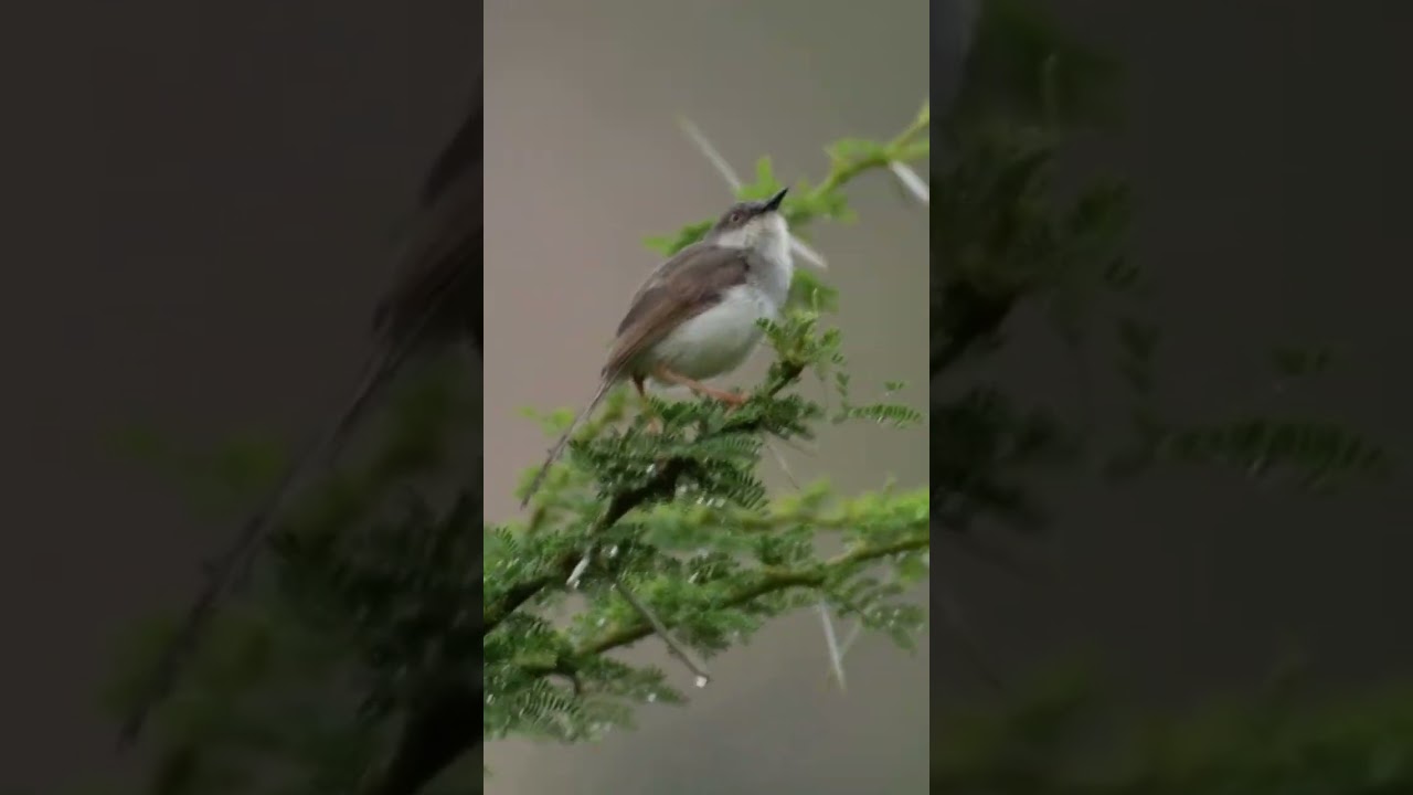 GREY BREASTED PRINiA