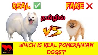 which dog is real Pomeranian/Indian spitz vs Pomeranian dogs in tamil/petstamila/Tamil/pomeranian by Pets Tamila 10,006 views 2 years ago 3 minutes, 2 seconds