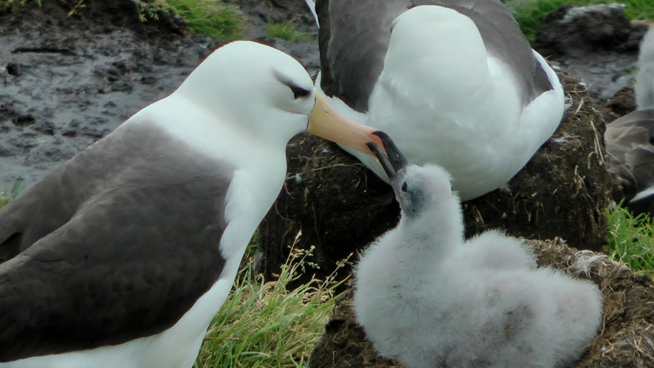 Blackbrowed Albatrosses, Saunders Island YouTube