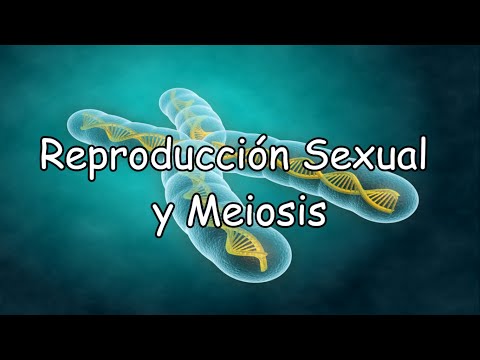 Video: ¿Qué proceso crea gametos haploides para la reproducción sexual?