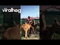 Feeding Five Hungry Moose Calves || ViralHog