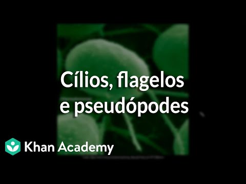 Vídeo: Como os zooflagelados se movem?