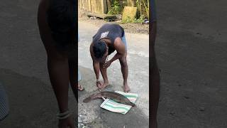 Alli bhai 😭😭😖 #alligatorgar #accident #monsterfish #giant #giantfish #bigfish #shorts #shortvideo