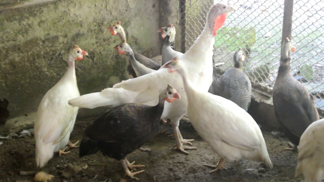Titir Murgi In Bangladesh Youtube 