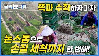 신선도뿐만 아니라 가격 경쟁력까지 잡은 ‘쪽파 논스톱 생산방식’|30년 전, 천 평으로 쪽파 사업 시작해 연 매출 60억까지 올린 비결|극한직업|#골라듄다큐