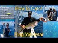 Yellowtail Snapper - How to Find and Catch in the Florida Keys Fishing Tips and Tricks