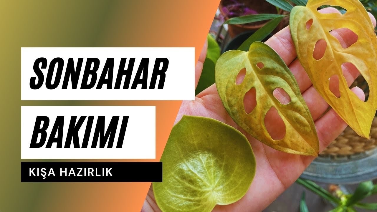 Sonbahar ve Kışa Hazırlık 🍁 Ev Yeşili ile Bitki Bakımı YouTube