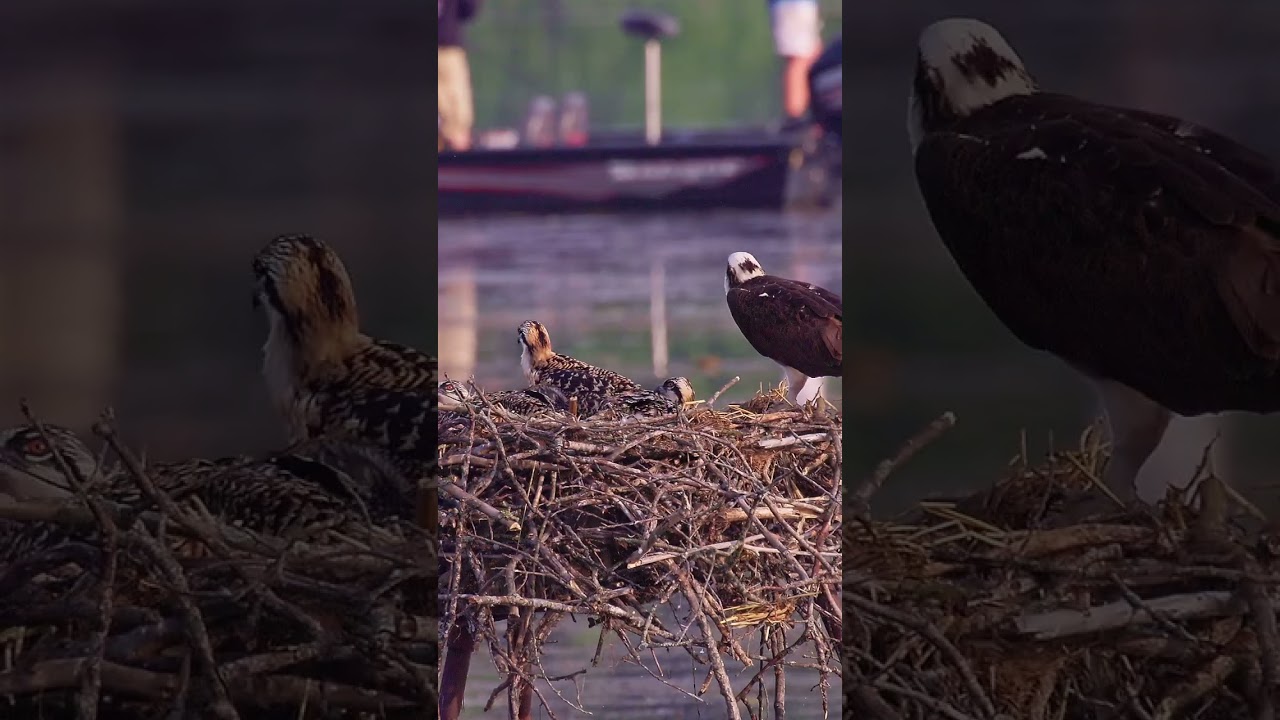 🦅 Osprey Sentry: Watchful Eyes as Fishing Boat Glides By 🚤🦅 