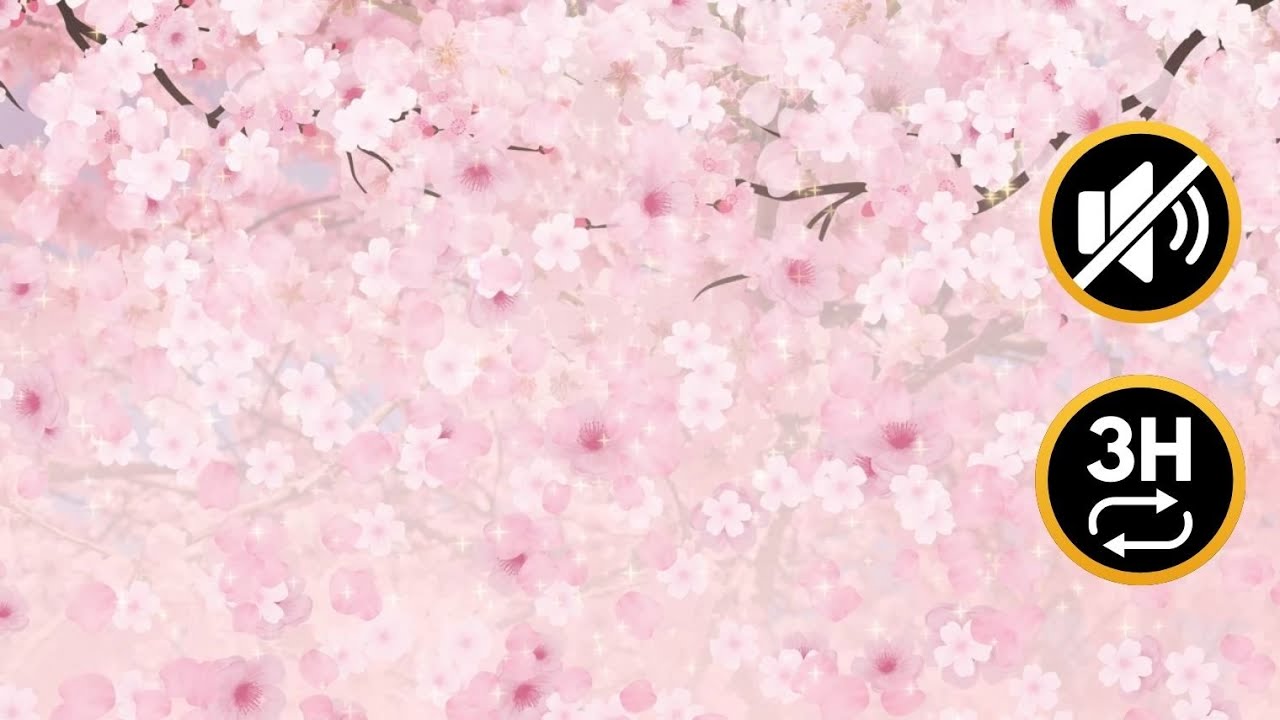 Cherry Blossom Screensaver - 3 Hour Loop - Falling Petals | No Audio | HD
