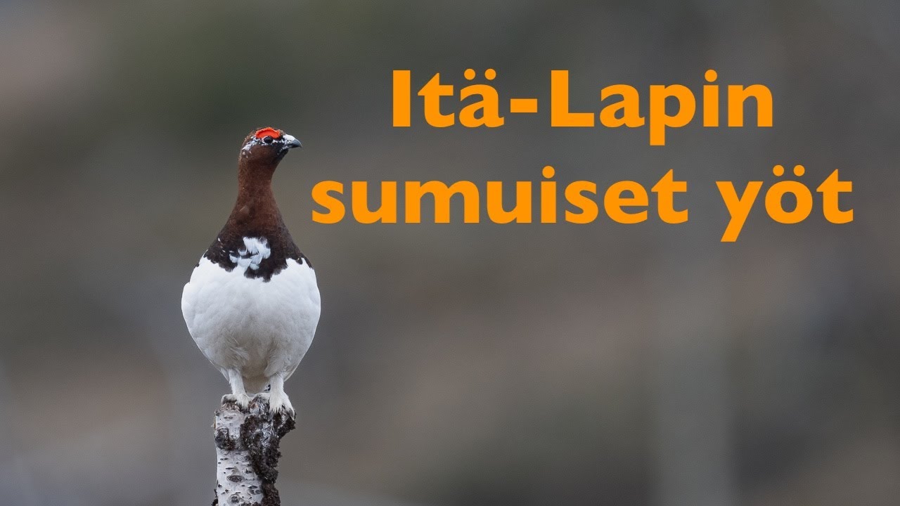 Itä-Lapin sumuiset yöt