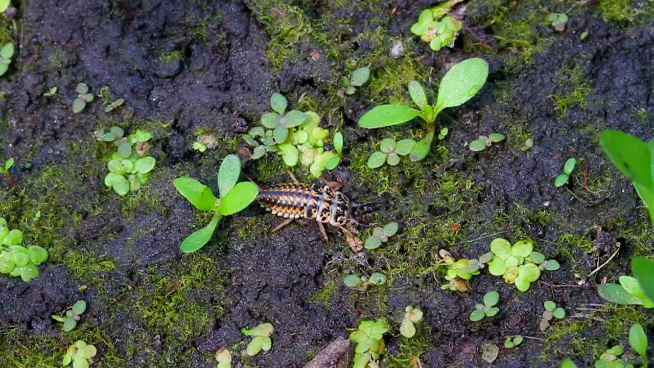Epomis larva displaying luring behavior