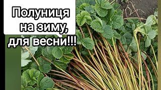 картинка: Підготовка саджанців на вкорінення зимою на весну! (як і де?) 