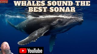 Whales sound the best sonar