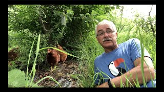 Moving Chickens into the Permaculture Orchard 1st Time- Step by Step