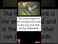 Amazing Facts About Hummingbird #GK Olympiad