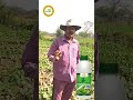 🎃 कद्दू की खेती में Krishi Amrit का शानदार रिजल्ट