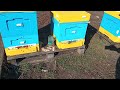 Пчелы полетели и понесли пыльцу