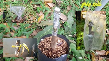 Ghép xoài trên gốc ghép cây xoài mọc hạt | Nhà Nông Tập Sự