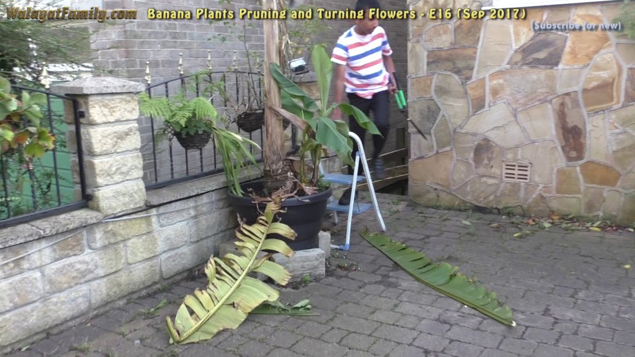 How to Prune Big Banana Trees / Plants Leaves - UK (E16)