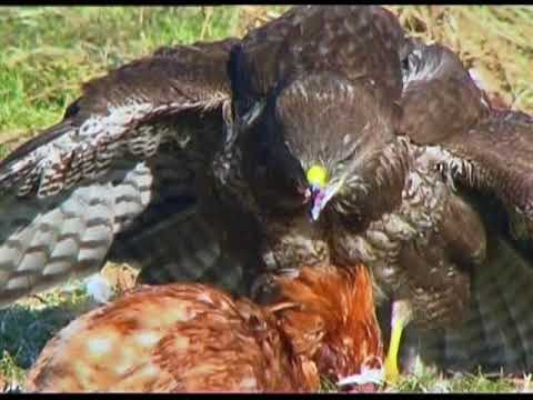 Video: Museum van Natuur en Ekologie in Minsk. Beskrywing, ligging, werkskedule