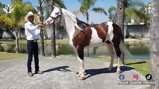 Visita a Mezcal Quarter Horses en Zapopan, Jalisco