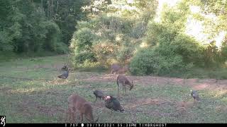 October 23, 2021 PA Trail Cam Footage Bucks Turkeys Fawn Acrobat Browning FHD Spec Ops Recon Force
