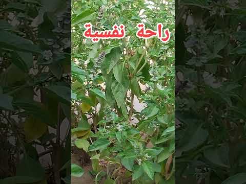 اللهم اجعل القران ربيع قلوبنا ونور صدورنا اكسبلور المغرب