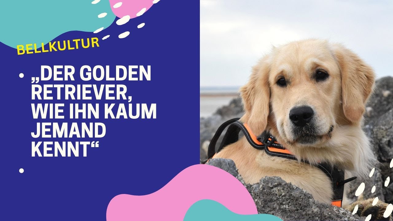 „Der Golden Retriever, wie ihn kaum jemand kennt“
