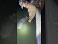 34LB STRIPER RELEASE SAC RIVER NIGHT FISHING 6/22/2025