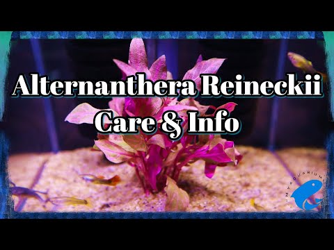 Alternanthera Reineckii Care & Info Guide