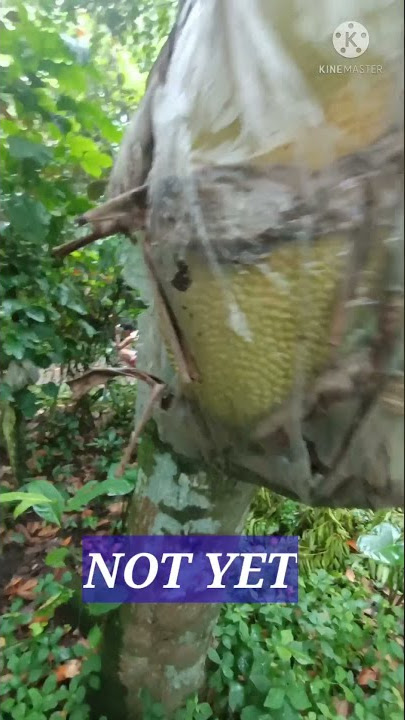 PAANO MALAMAN KUNG HINOG NA ANG LANGKA.HOW TO KNOW IF JACKFRUIT IS RIPE. #Shorts