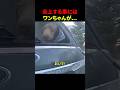 炎上する車にはワンちゃんが...