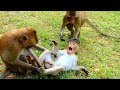 Two monkeys are catching private area one monkey