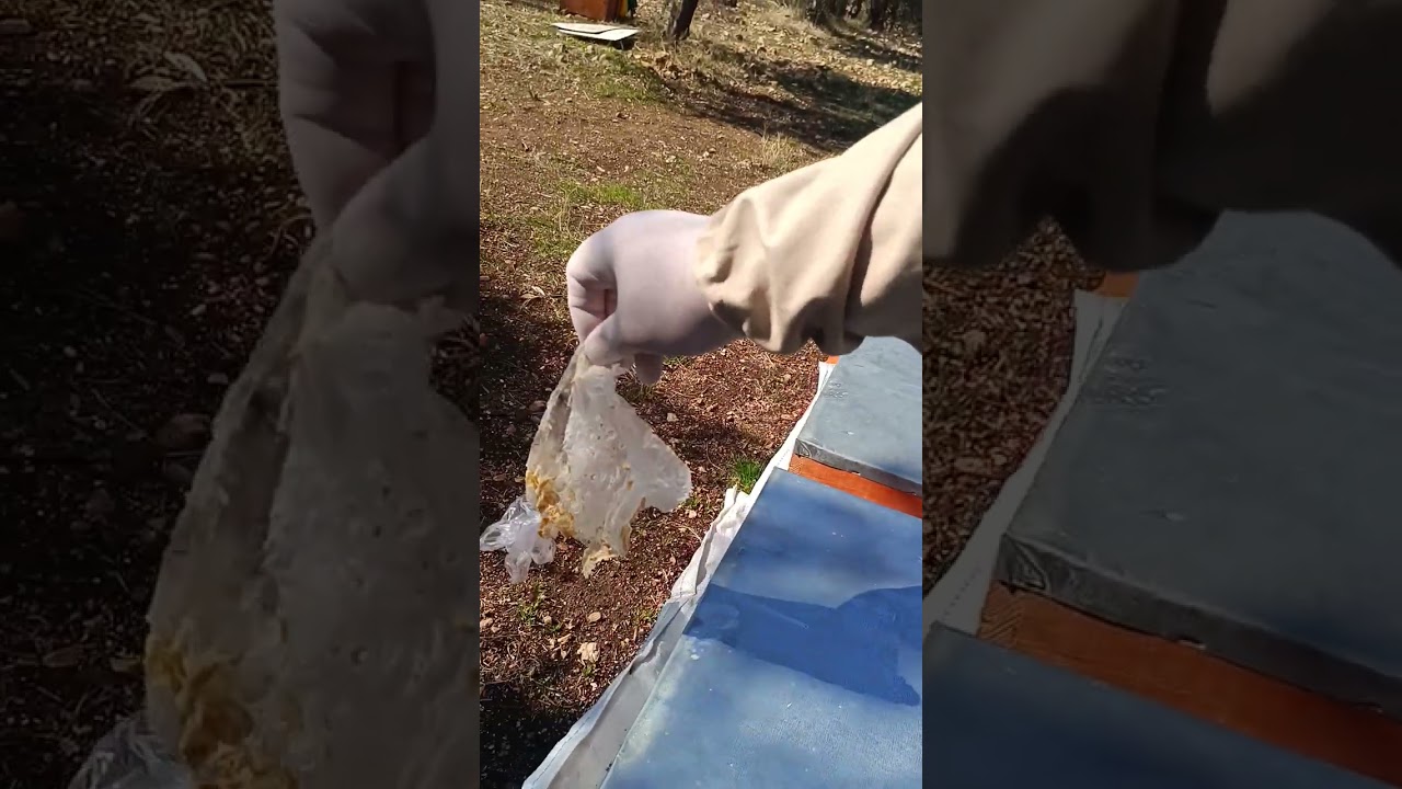 25.01.2026 Adana Kozan Arılara yavaş yavaş teşvik beslemesi yapıyorum#adana #arıcılık #bee #keşfet 