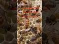 ملكة نحل قوية وممتازة A strong and excellent queen bee #honeybeesting #america #عسل