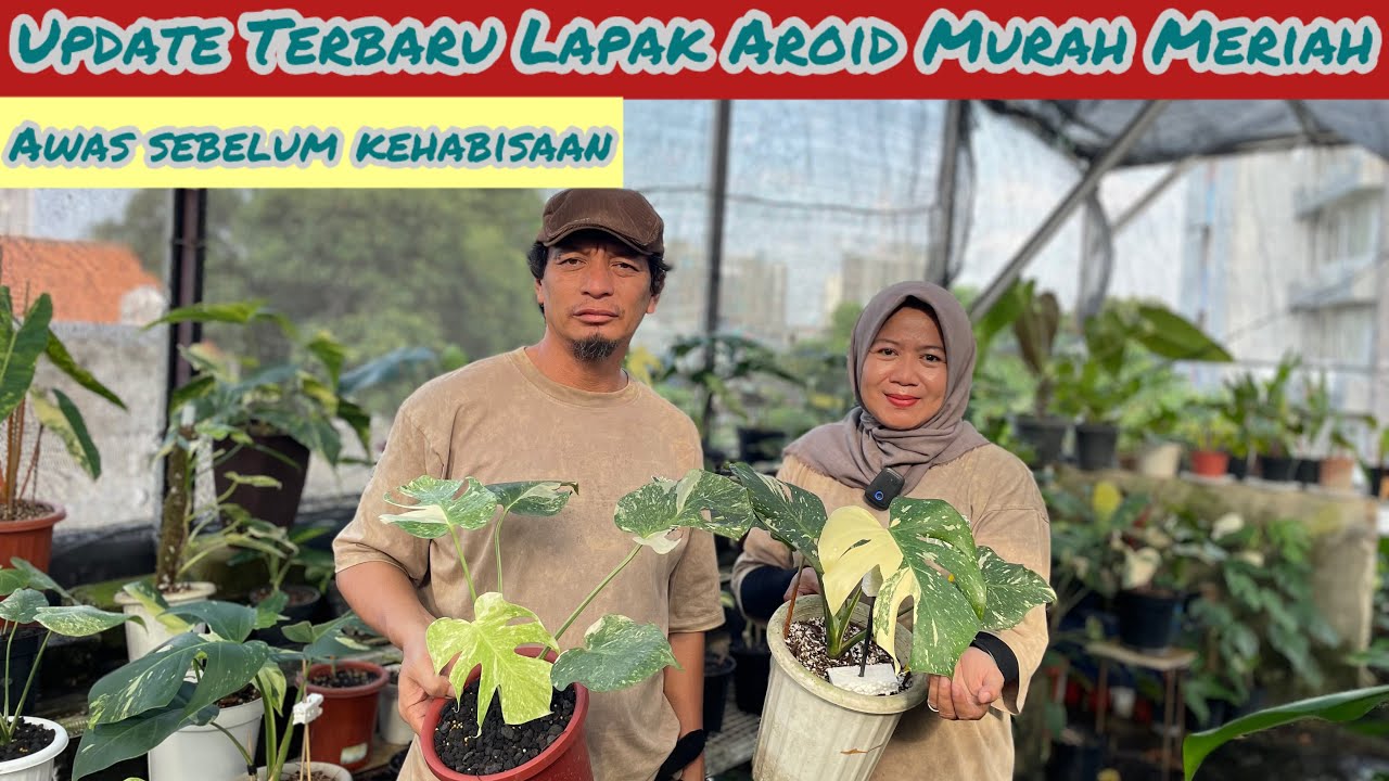UPDATE TERBARU LAPAK AROID MURAH MERIAH DI MARLINA FLORA⁉️ AWAS SEBELUM KEHABISAN